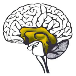 Executive Career Consulting Services