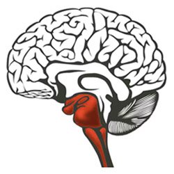 Executive Career Consulting Services