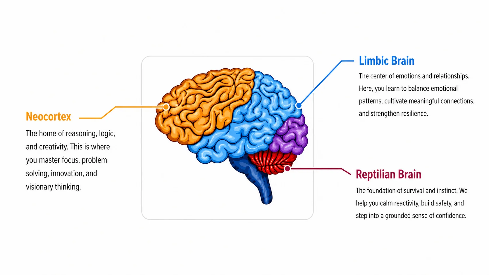 Neuroscience of Executive Coaching - Brain Diagram Graphic Mapping